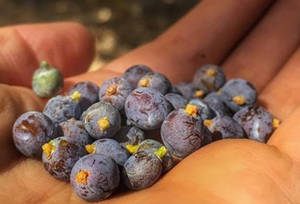 handful locally harvested juniper berries