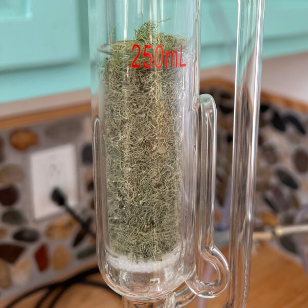 Usnea Tincture - Image 3