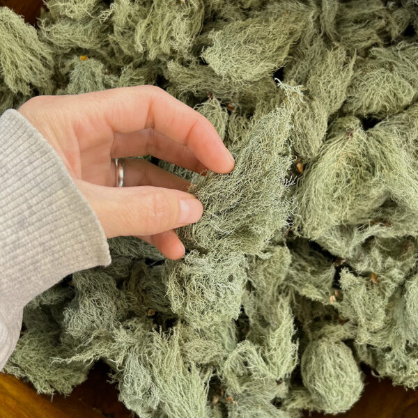 Usnea Tincture - Image 2