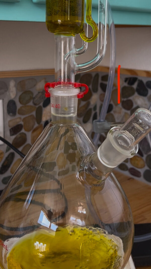 Usnea Tincture - Image 4