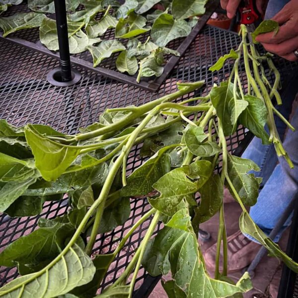 Mapacho - Indian Tobacco - Image 2