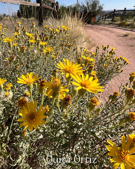 Common Names vs. Botanical/Latin Names