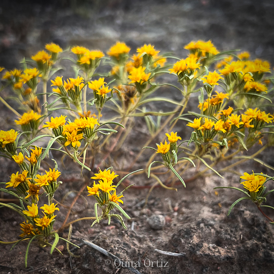 Limoncillo for tummy relief and aromatherapy