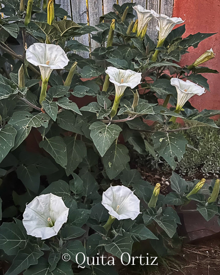 Topical Sacred Datura to Sooth Pain