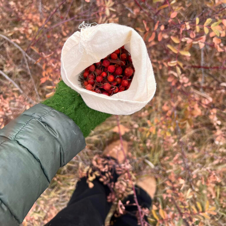 Rose Hips — Late Season  Harvest