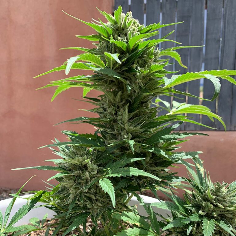 Cannabis Extraction