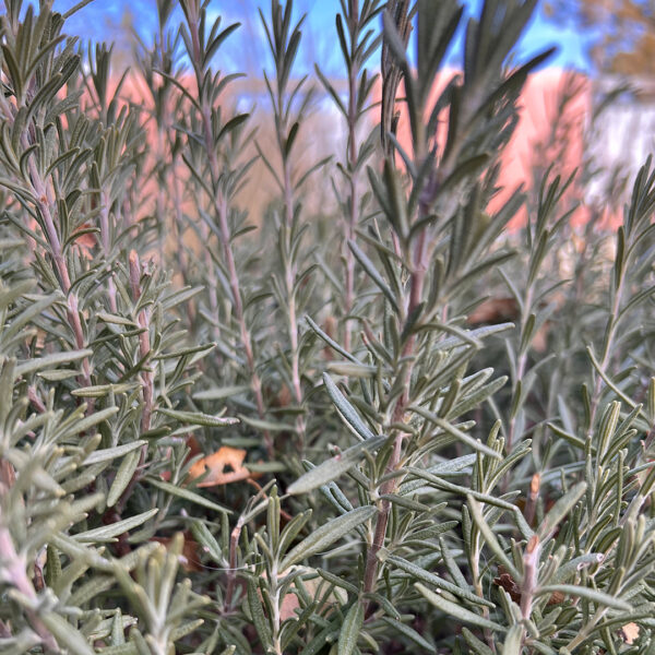 Rosemary Spagyric Tincture - Image 3