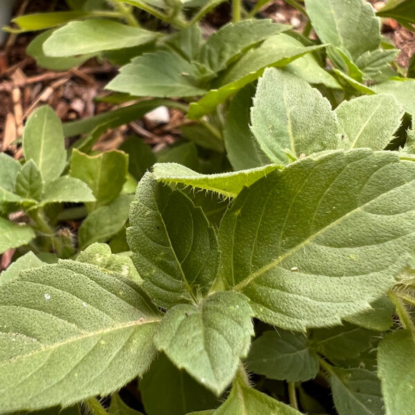 Tulsi Spagyric Tincture - Image 2