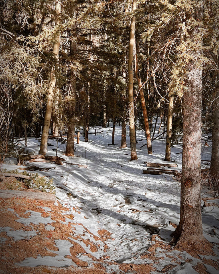 Usnea Tincture – Soxhlet Method