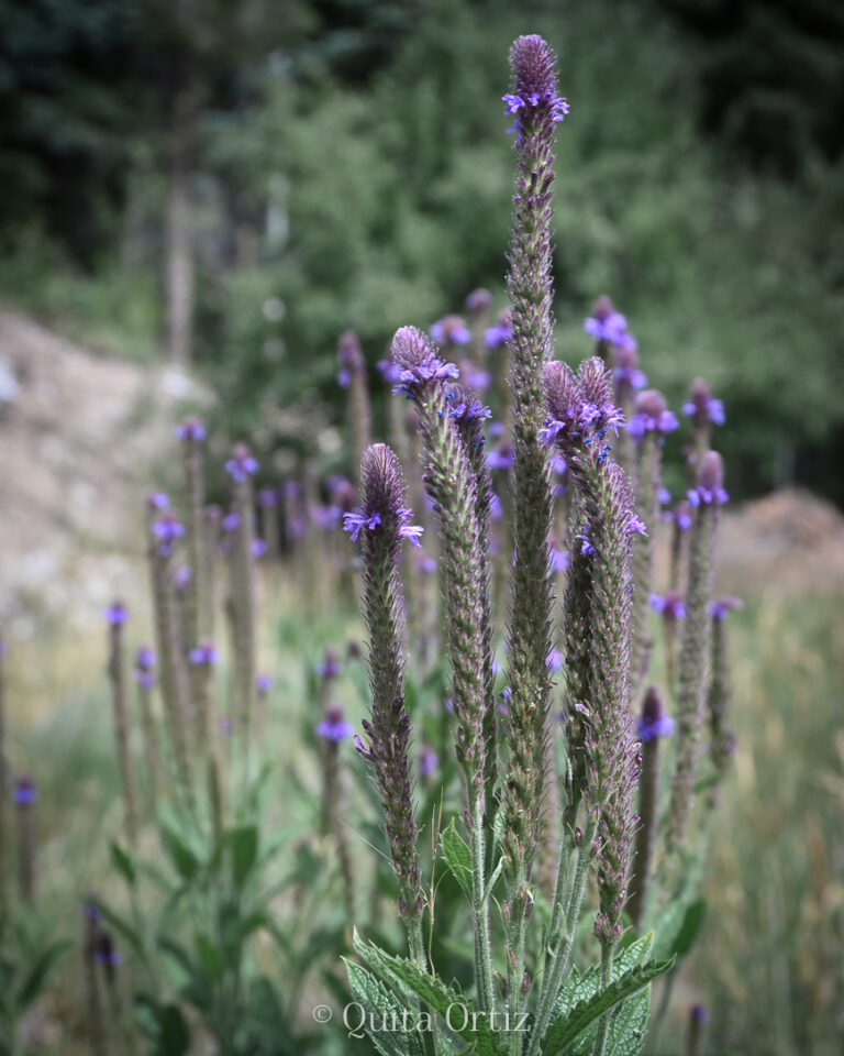 Blue Vervain: A Wildflower for the Overworked Soul