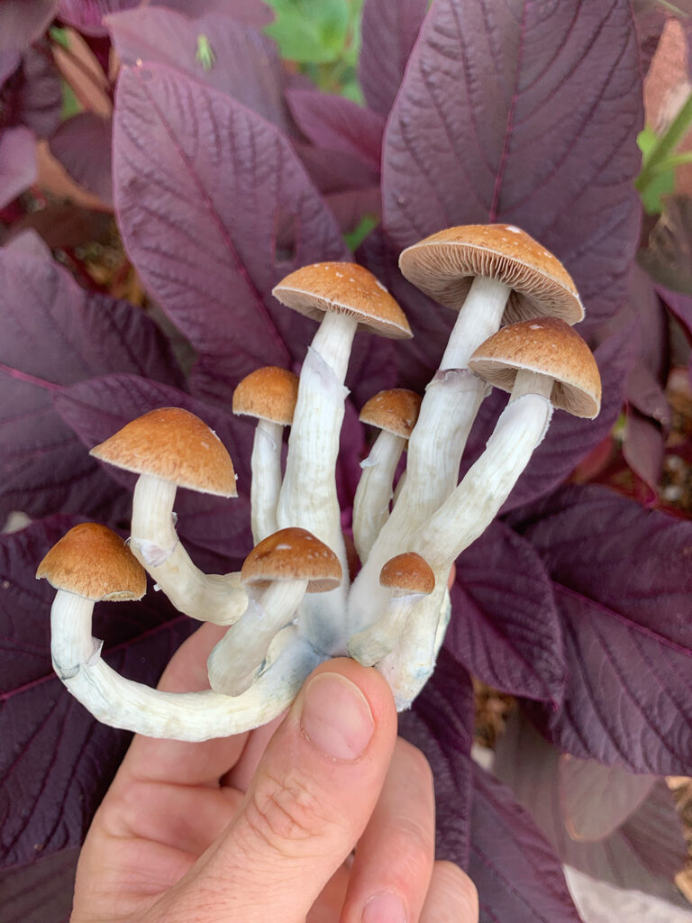 Honoring Tradition in New Mexico’s Psilocybin Future