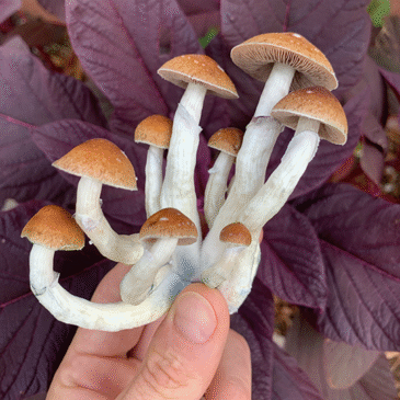 Honoring Tradition in New Mexico’s Psilocybin Future