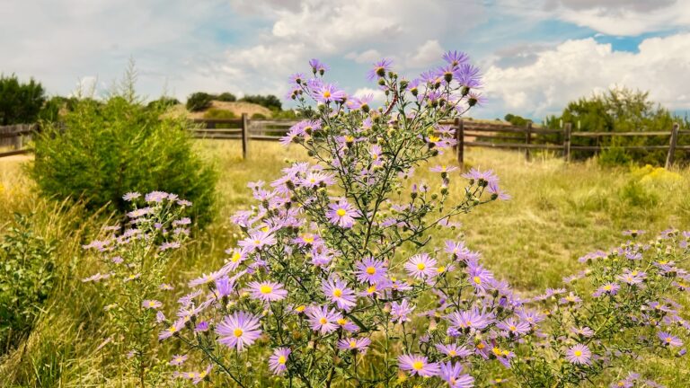 Fostering a Native Landscape