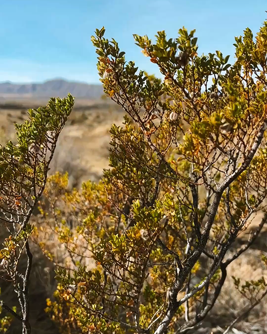 Chaparral (Creosote Bush) in the Chihuahuan Desert