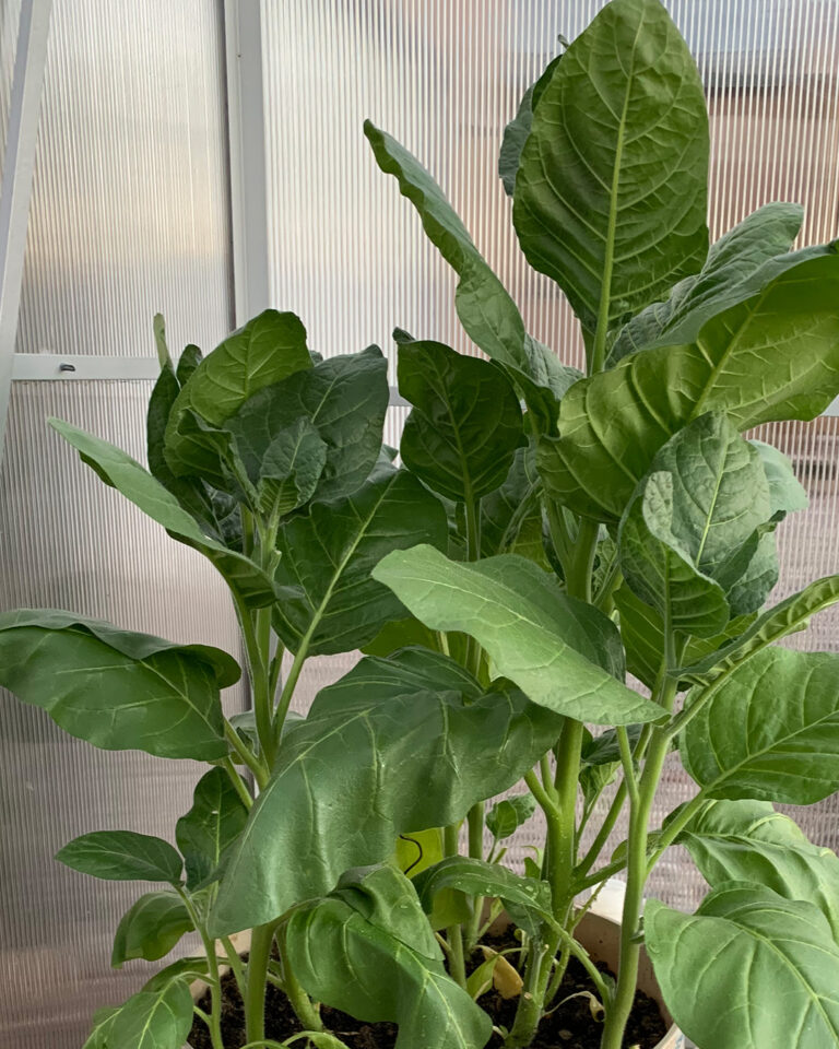 Tobacco in Herbalism: Understanding Extraction Methods