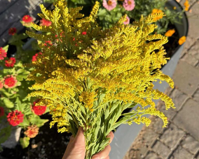 Goldenrod: Seasonal Allergy Support & Food for the Bees